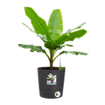 greensense aqua care rond 30cm gris charbon